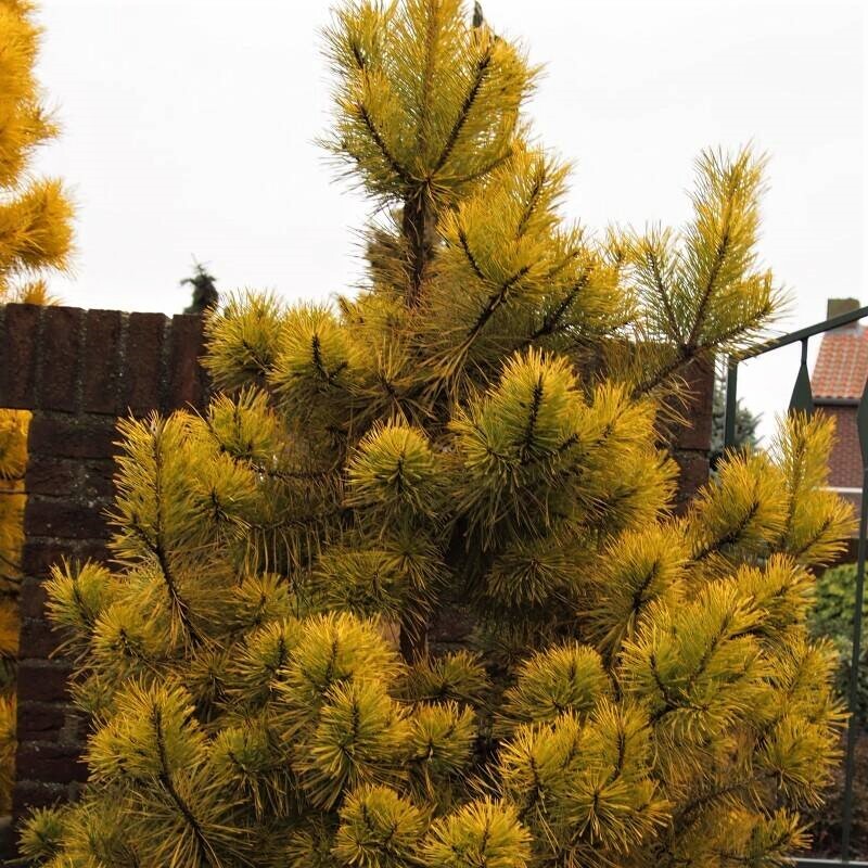 Сосна обыкновенная Аннис Винтер Сан (Pinus sylvestris Anny's Winter Sun)