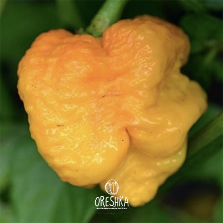 Seeds of Hot pepper 7 pot Congo Giant Yellow (Capsicum) — 5 pcs