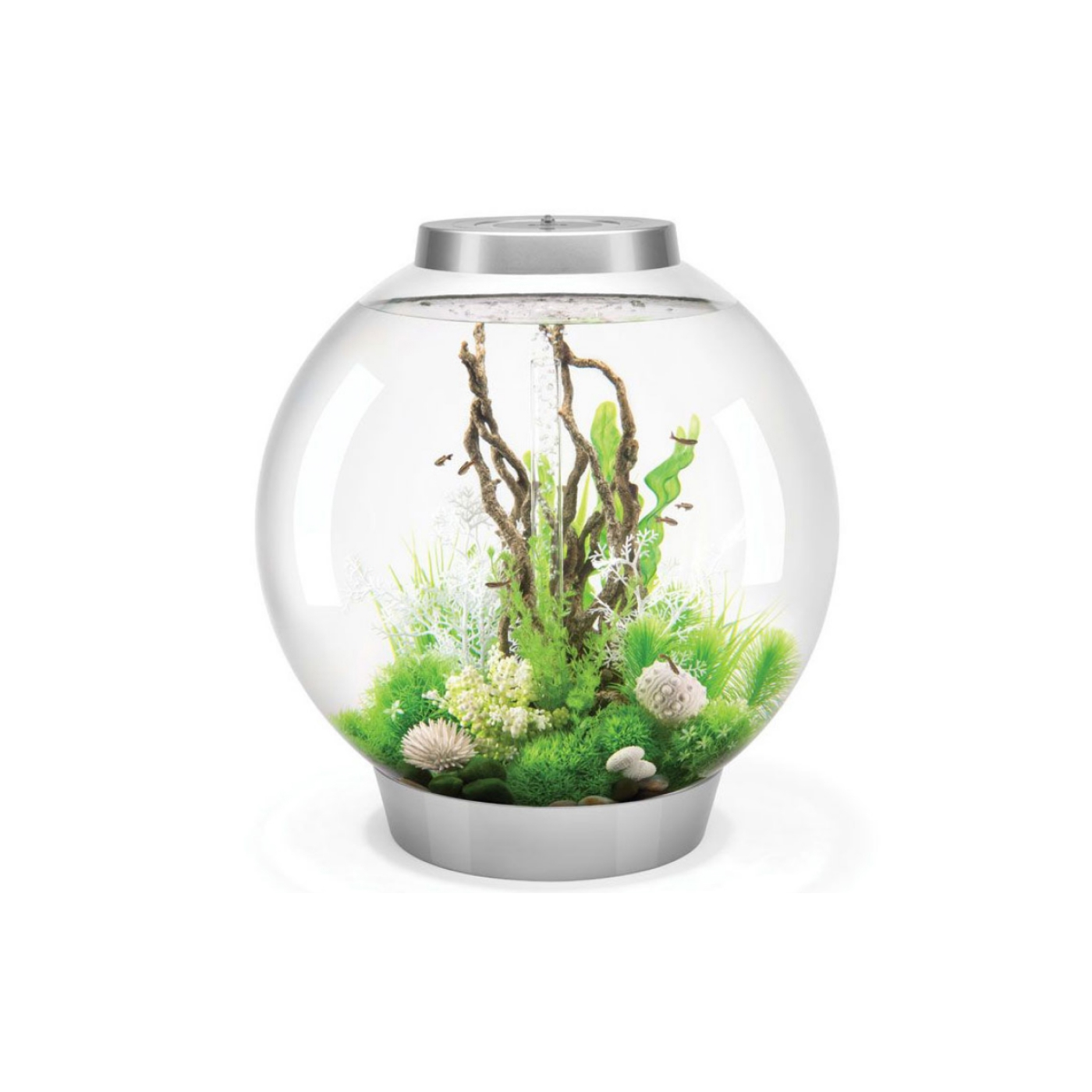 Аквариум сфера. Аквариум 5 л. Круглый аквариум hailea. Аквариум колба. Аквариум сфера.