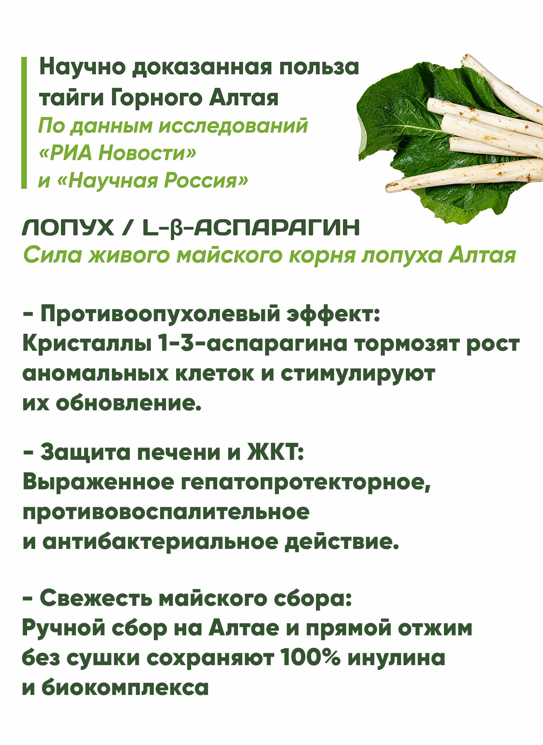 Лопух / L-ß-Аспарагин. Сила живого майского корня лопуха Алтая