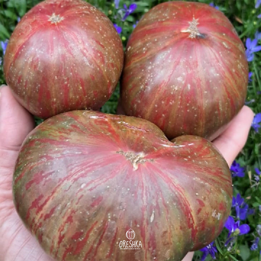 Seeds of Tomato ⁠Gnome Stripes Noah (solanum lycopersicum) — 10 pcs