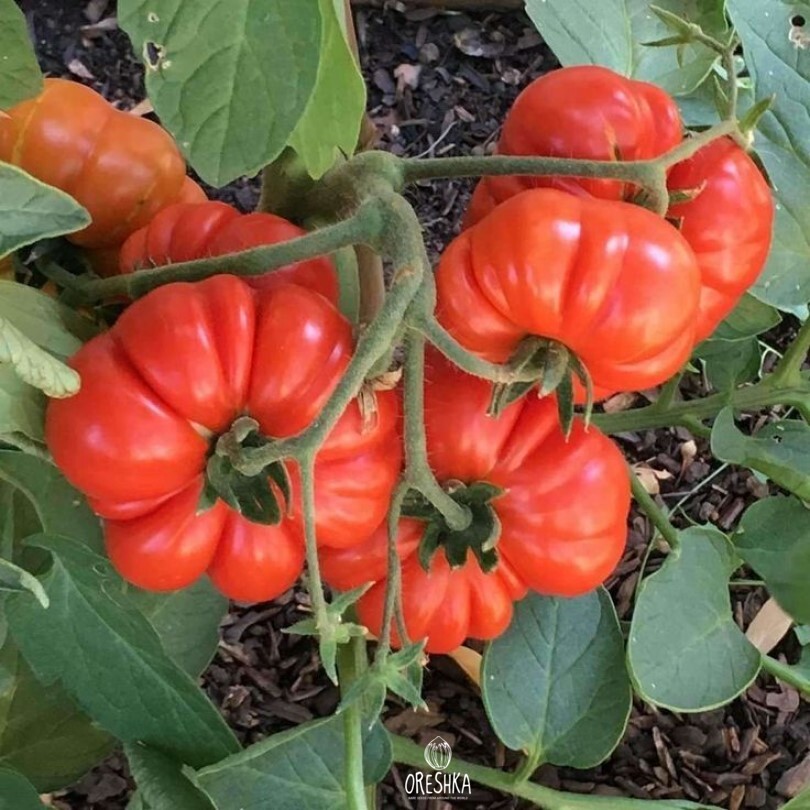 Seeds of Tomato Costoluto genovese (solanum lycopersicum) — 10 pcs