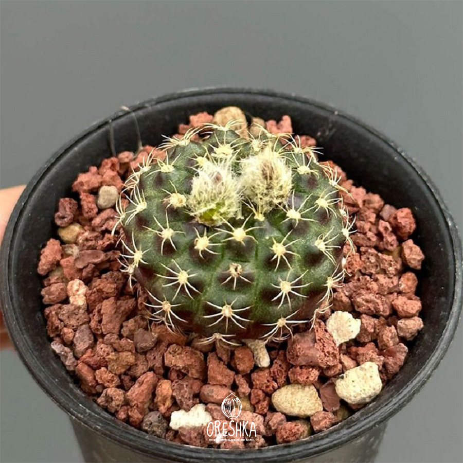 Seeds of Cactus Frailea grahliana (Frailea grahliana) — 10 pcs