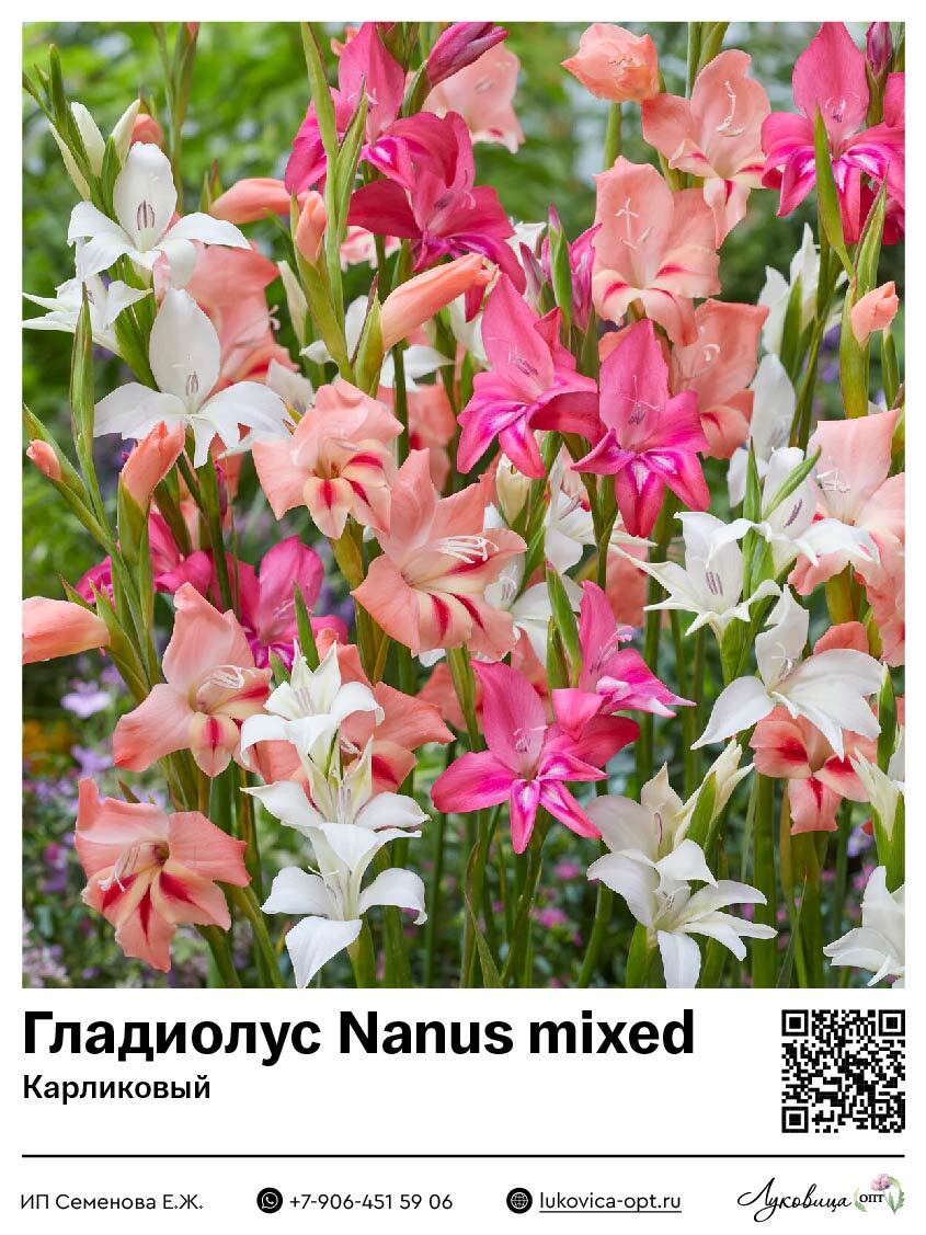 Гладиолус Nanus Mixed (Низкорослый) 5 шт