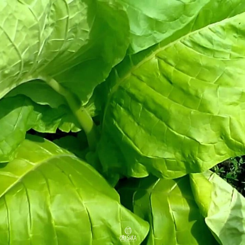 Seeds of Tobacco kerti 25 (Nicotiana tabacum) — 300 pcs
