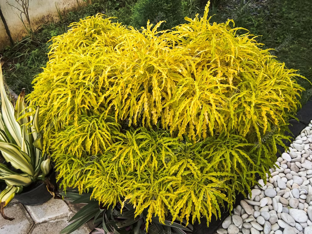 Туя Голден Глоб