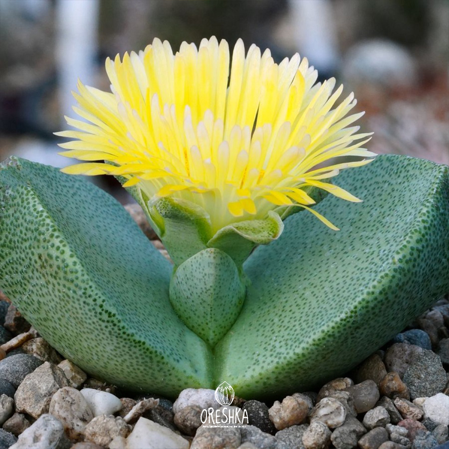 Seeds of Succulent Pleiospilos bolusii (Pleiospilos bolusii) — 10 pcs