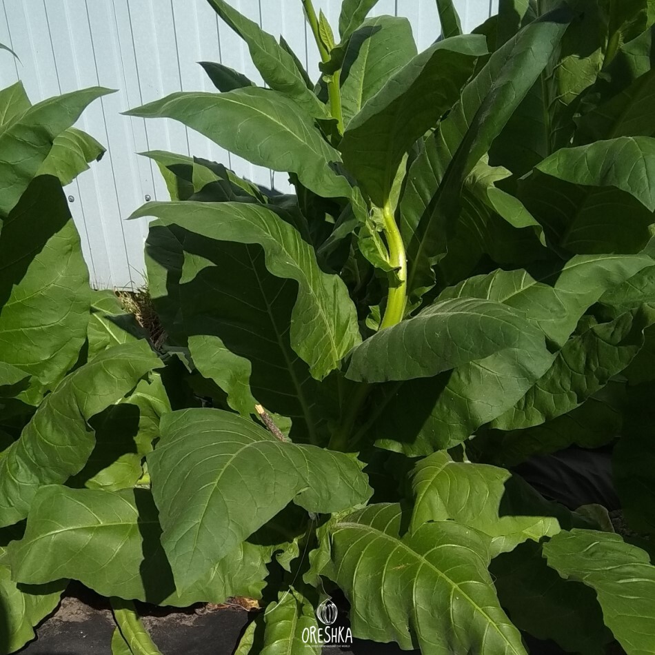 Seeds of Tobacco Pergeu (Nicotiana tabacum) — 300 pcs