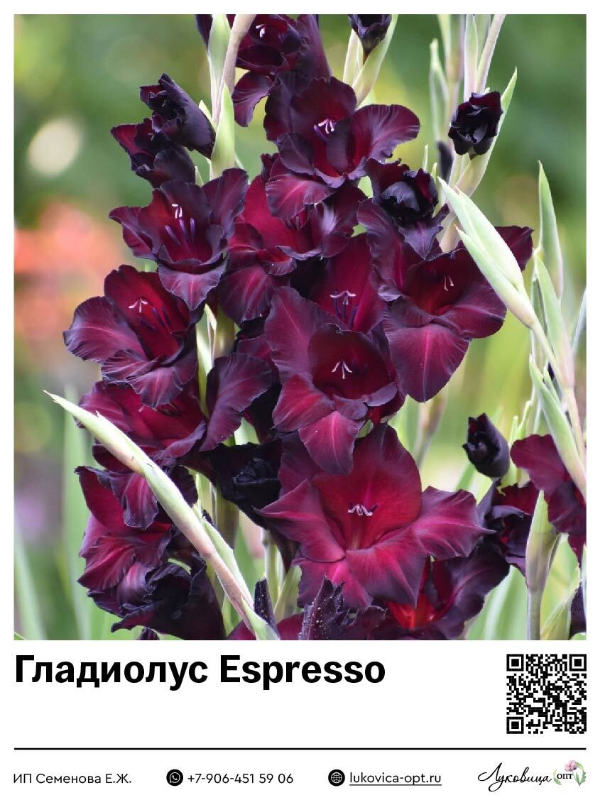Гладиолус Espresso 5 шт