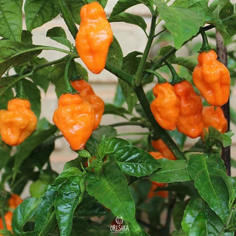 Seeds of Hot pepper Trinidad scorpion orange (Capsicum) — 5 pcs
