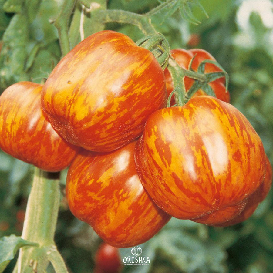 Seeds of Tomato Striped Stuffer (solanum lycopersicum) — 10 pcs