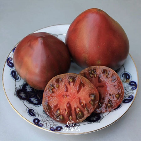 Dwarf Purple Heart tomato purple red colour ripening on vine bush