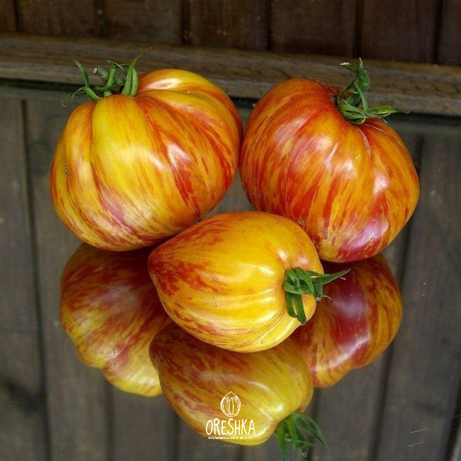 Seeds of Tomato Kozula 141 (solanum lycopersicum) — 10 pcs