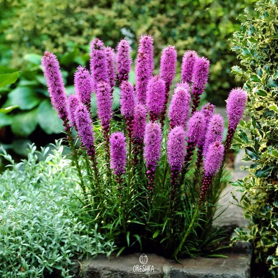 Seeds of Liatris spicata (Liatris spicata) — 30 pcs