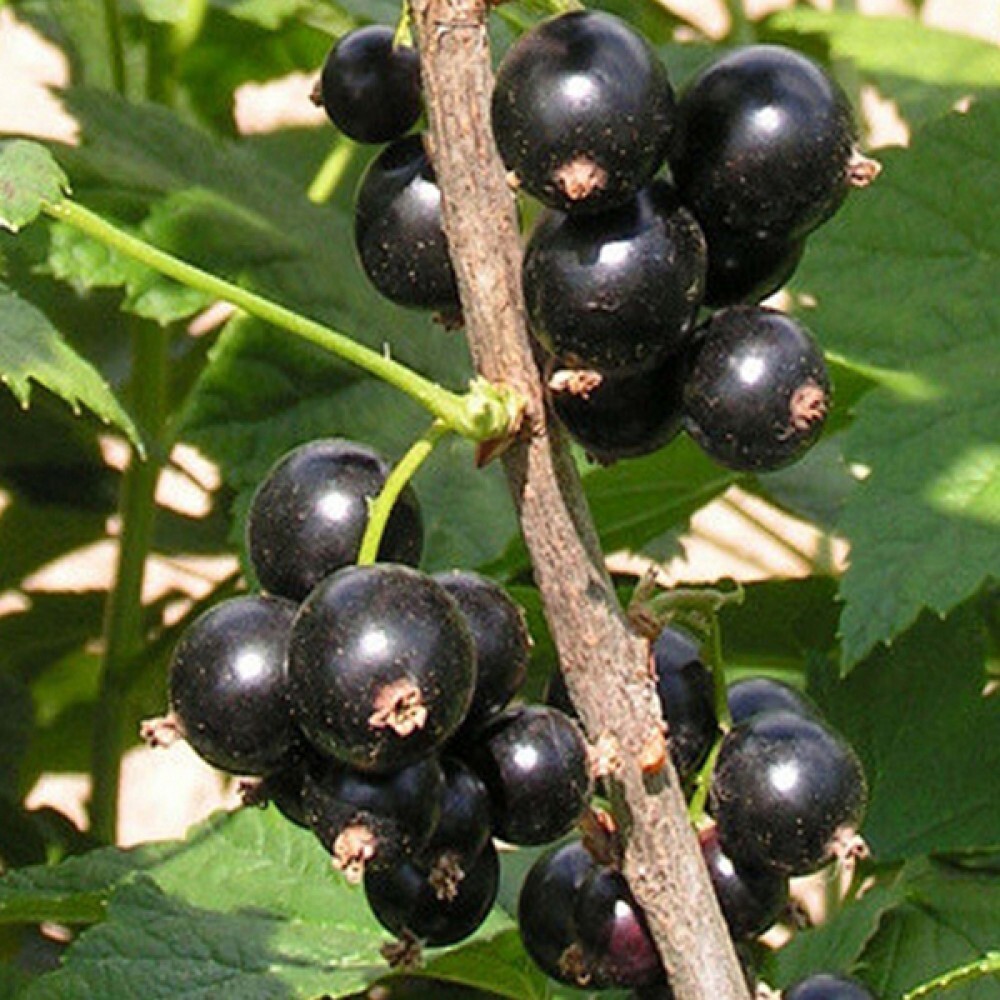 смородина черная смородина неспелая. сорта смородины для подмосковья. сорта смородины для подмосковья. сорта смородины для подмосковья. крупноплодная черная смородина.