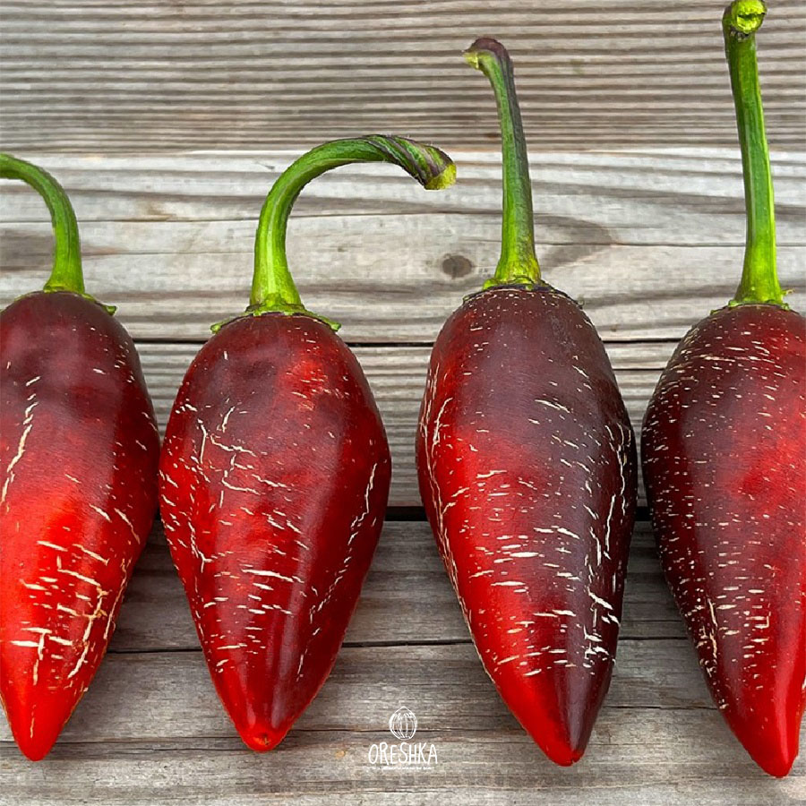 Seeds of Hot pepper Raffaello (Capsicum) — 5 pcs