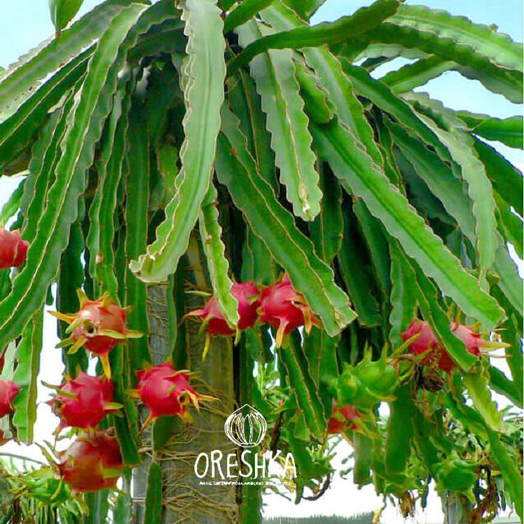 Seeds of Dragon fruit red (Hylocereus undatus) — 10 pcs