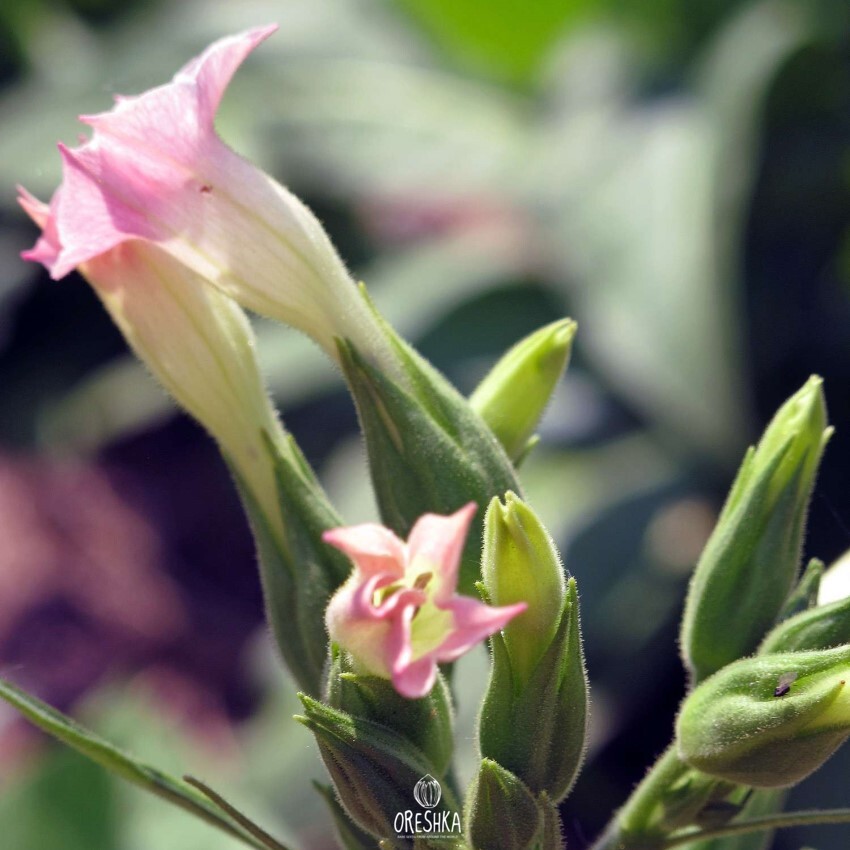 Seeds of Tobacco badischer geudertheimer (Nicotiana tabacum) — 300 pcs