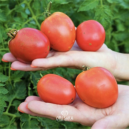 Seeds of Tomato Dwarf Melanie's ballet (solanum lycopersicum) — 10 pcs