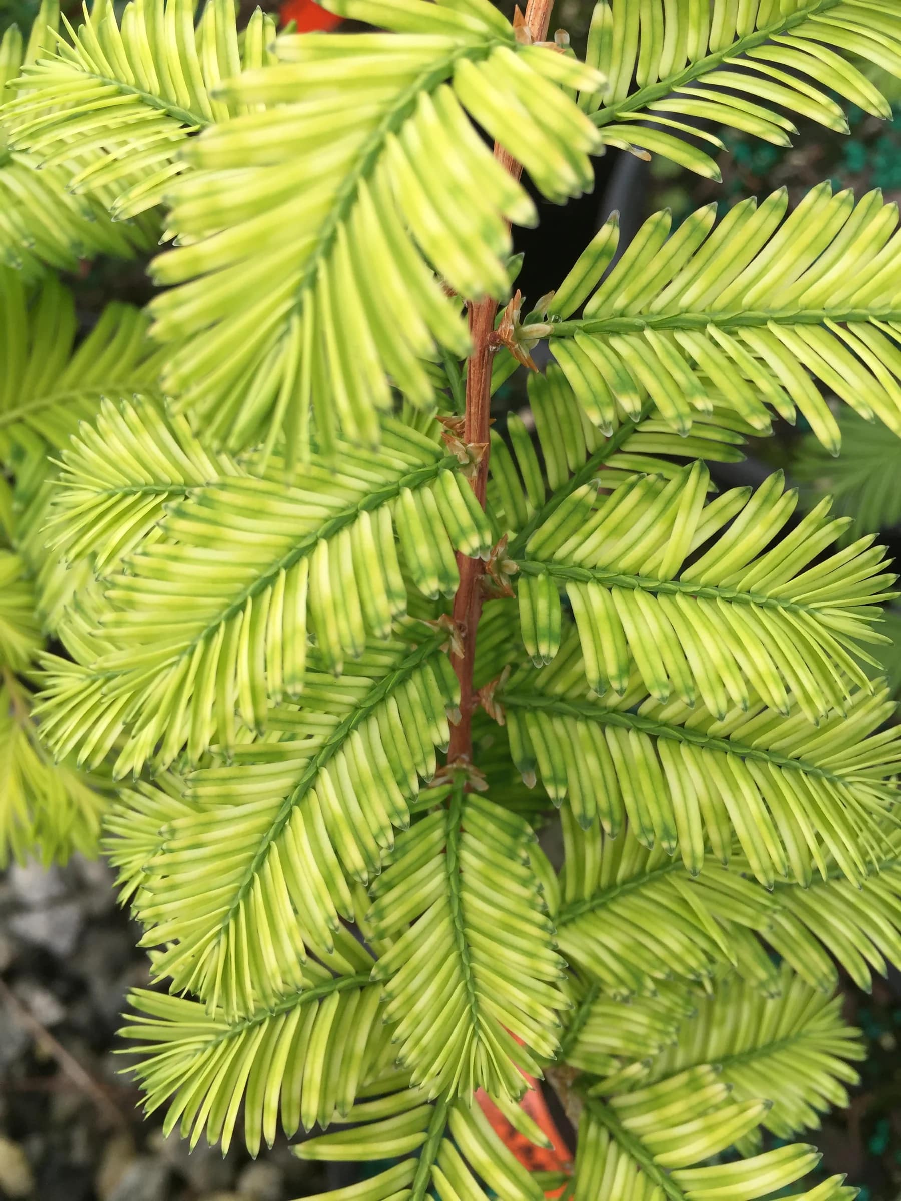 Метасеквойя глиптостробоидная Литл Крими (Metasequoia glyptostroboides  Little Creamy)