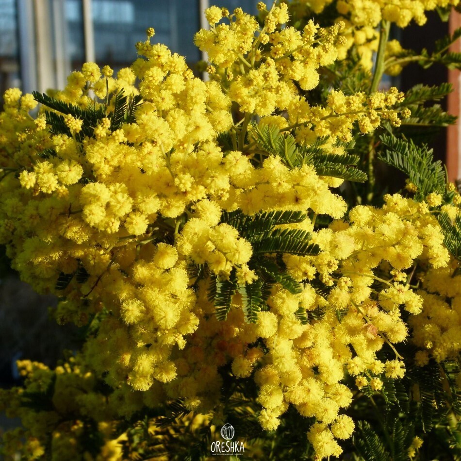 Seeds of Yellow Mimosa (Acacia dealbata) — 20 pcs