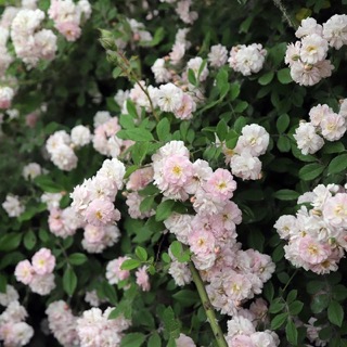 Роза Бриз Парфюм (Brise Parfum) Купить саженцы роз. Питомник ROSESMOL ...