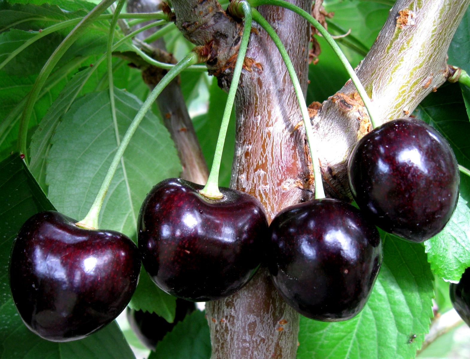 Black cherry. Черешня Дайбера чёрная. Вишня Чернокорка. Черешня Ленинградская черная. Опылители для черешни черный принц.