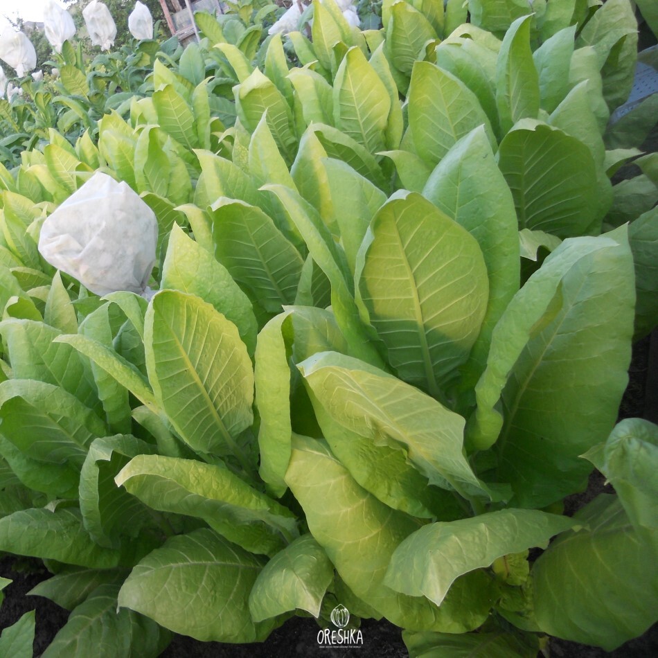 Seeds of Tobacco is promising (Nicotiana tabacum) — 300 pcs