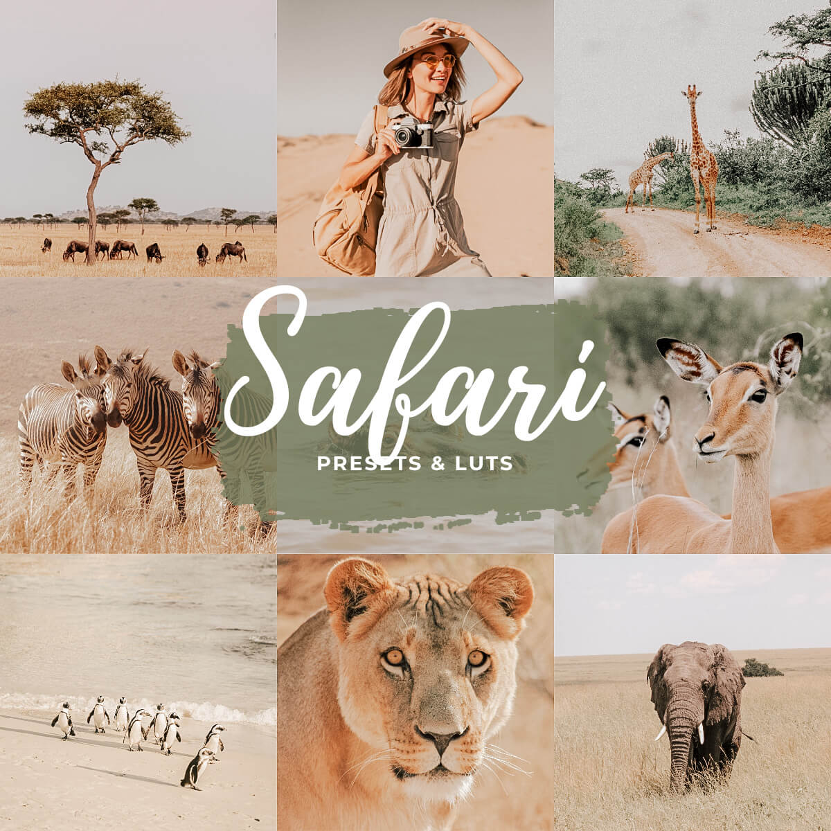 Safari Rari Safari
