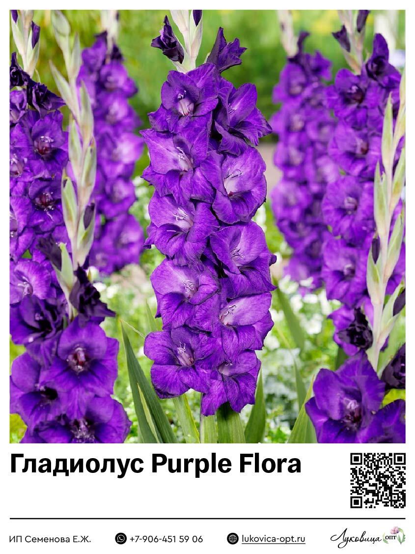 Гладиолус Purple Flora 5 шт