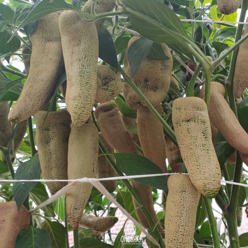 Seeds of Hot pepper Jalapeno Farmers Market potato (Capsicum) — 5 pcs