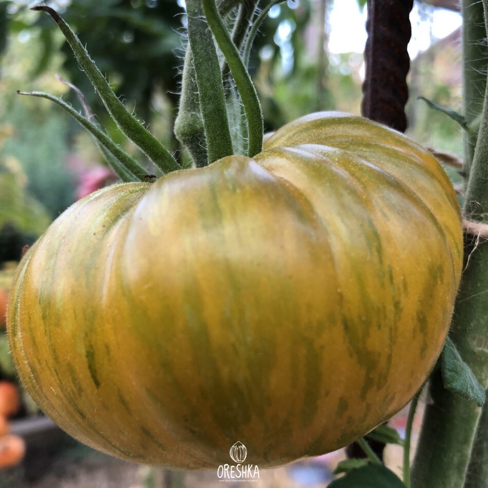 Seeds of Tomato Yarson 18 (solanum lycopersicum) — 10 pcs