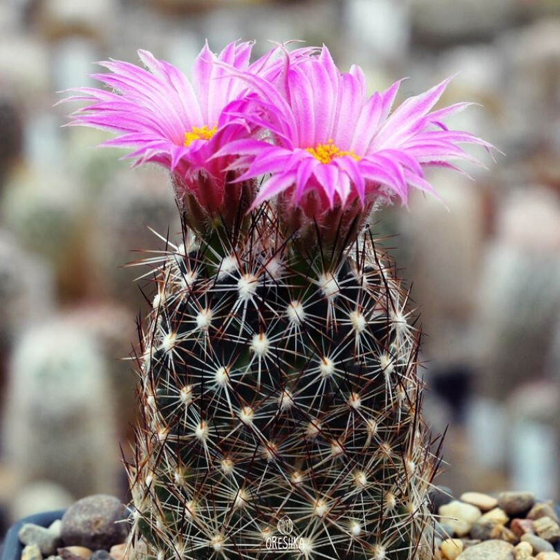 Seeds of Cactus Escobaria vivipara v. arizonica (Escobaria vivipara v. arizonica) — 10 pcs