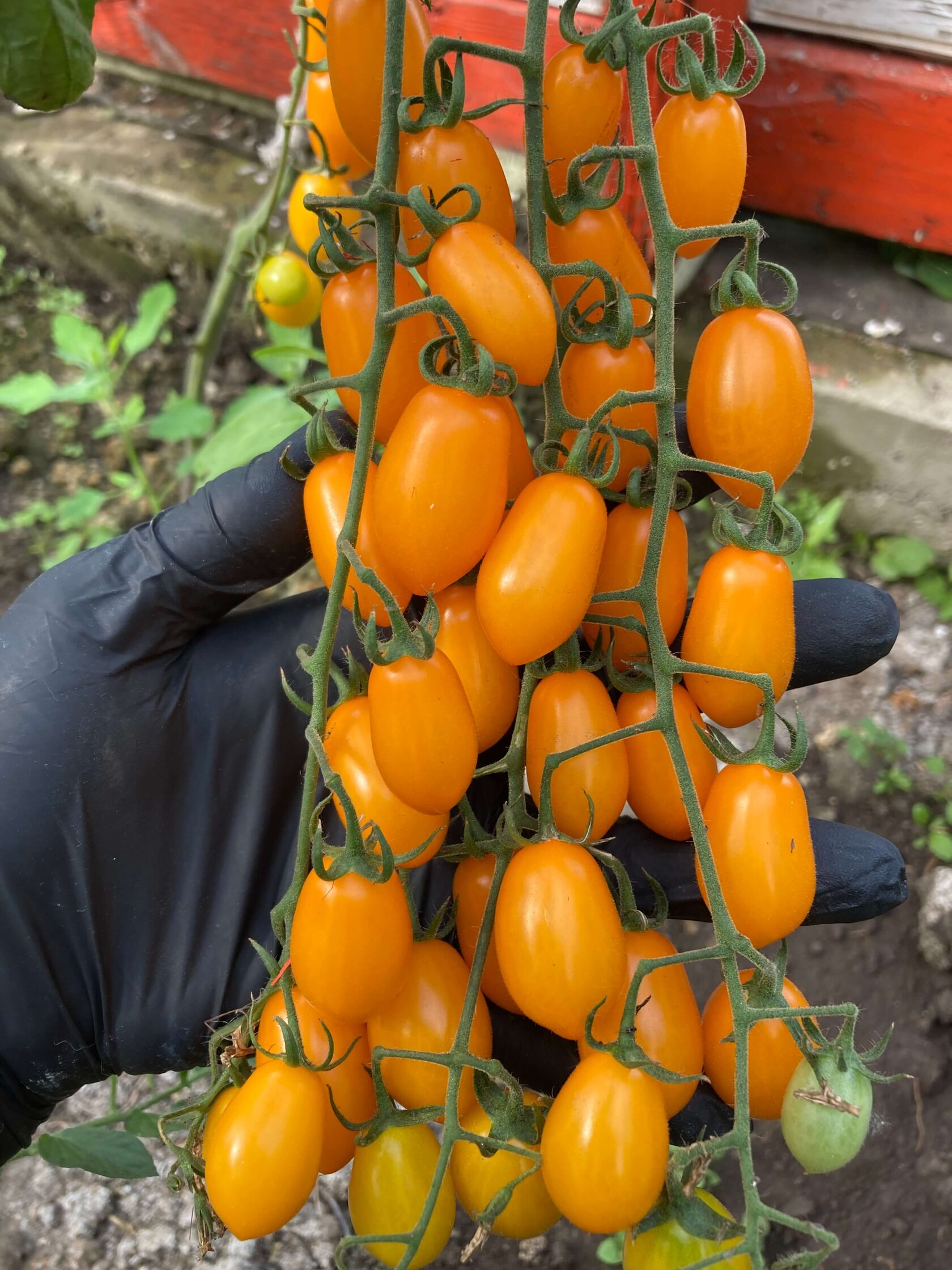 Финик жёлтый