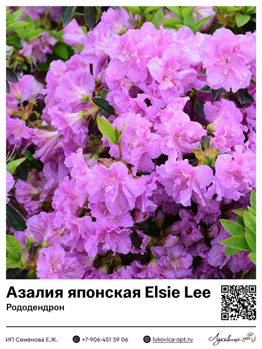 Азалия японская [Рододендрон] Elsie Lee (Элси Ли)