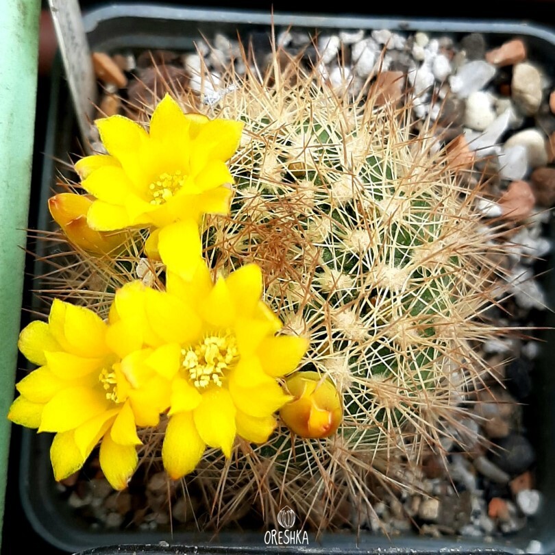 Seeds of Cactus Weingartia pulquinensis v. mairanensis L 958 (Weingartia pulquinensis v. mairanensis L 958) — 10 pcs
