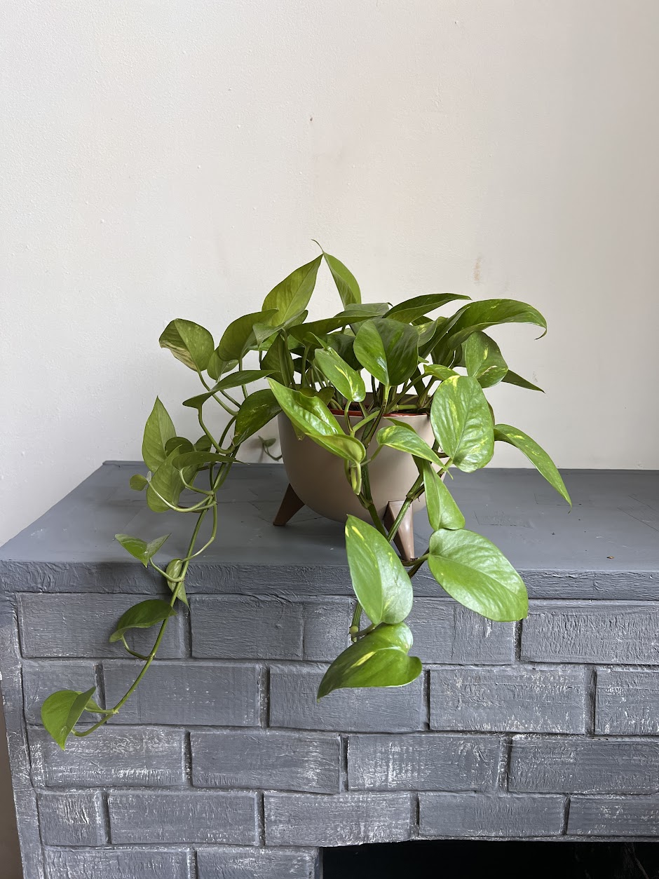 Эпипремнум / Сциндапсус золотистый - Ампельные