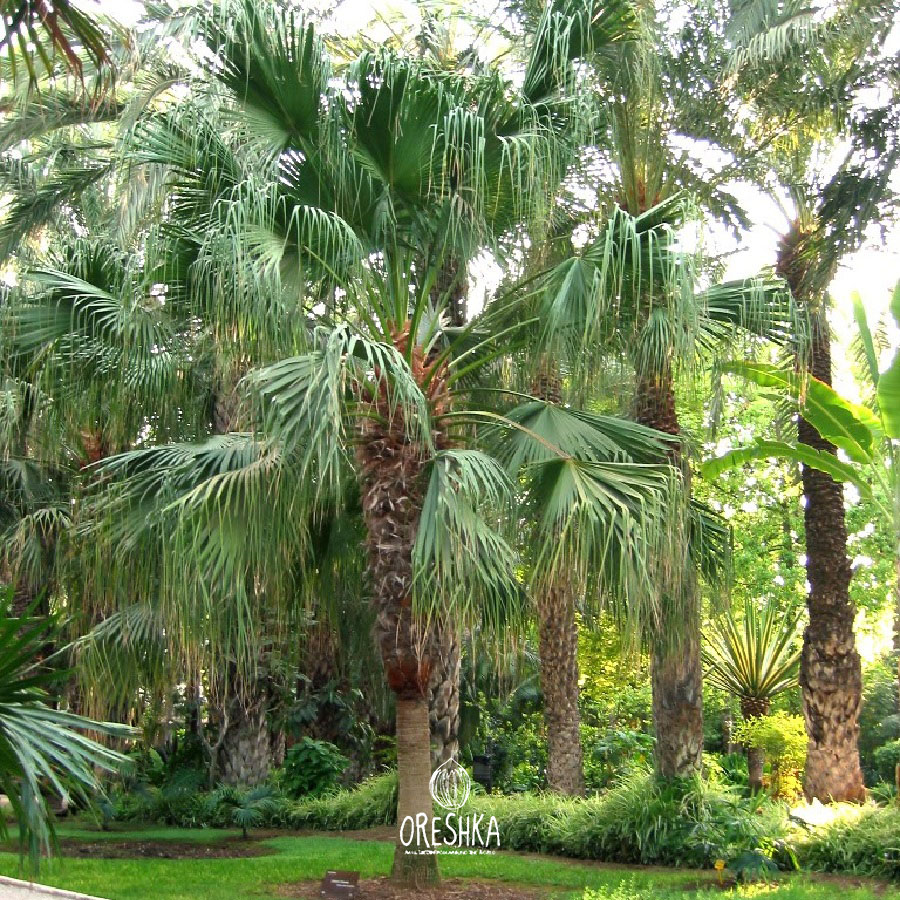 Seeds of Livistona chinensis (Livistona chinensis) — 5 pcs
