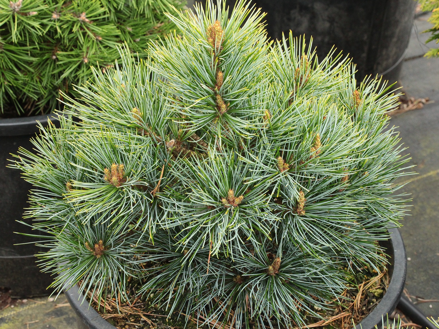 Сосна корейская Цинтао (Pinus koraiensis Tsingtao)