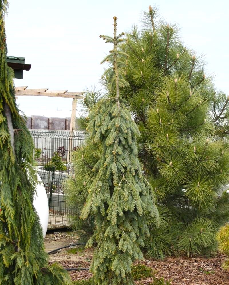 Ель Энгельмана Пендула (Picea Engelmannii Pendula)