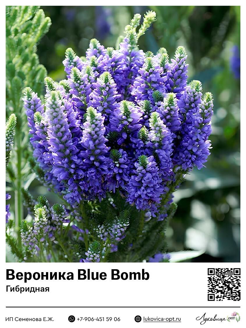 Вероника Blue Bomb (Гибридная)