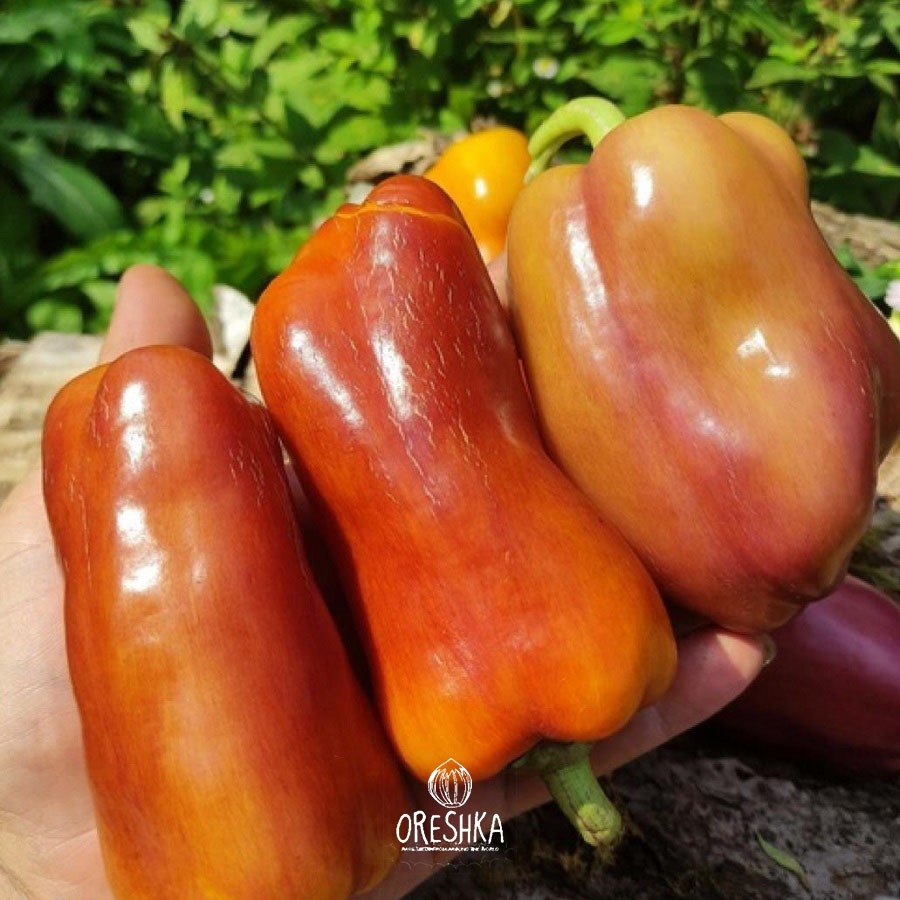 Violgo Violoncello pepper bright lilac purple cuboid fruits plant harvest