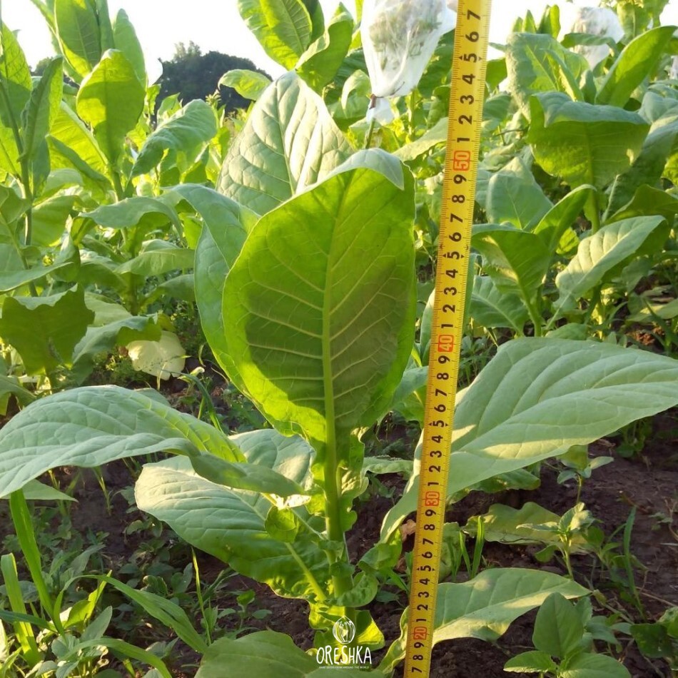 Seeds of Tobacco gold dollar (Nicotiana tabacum) — 300 pcs