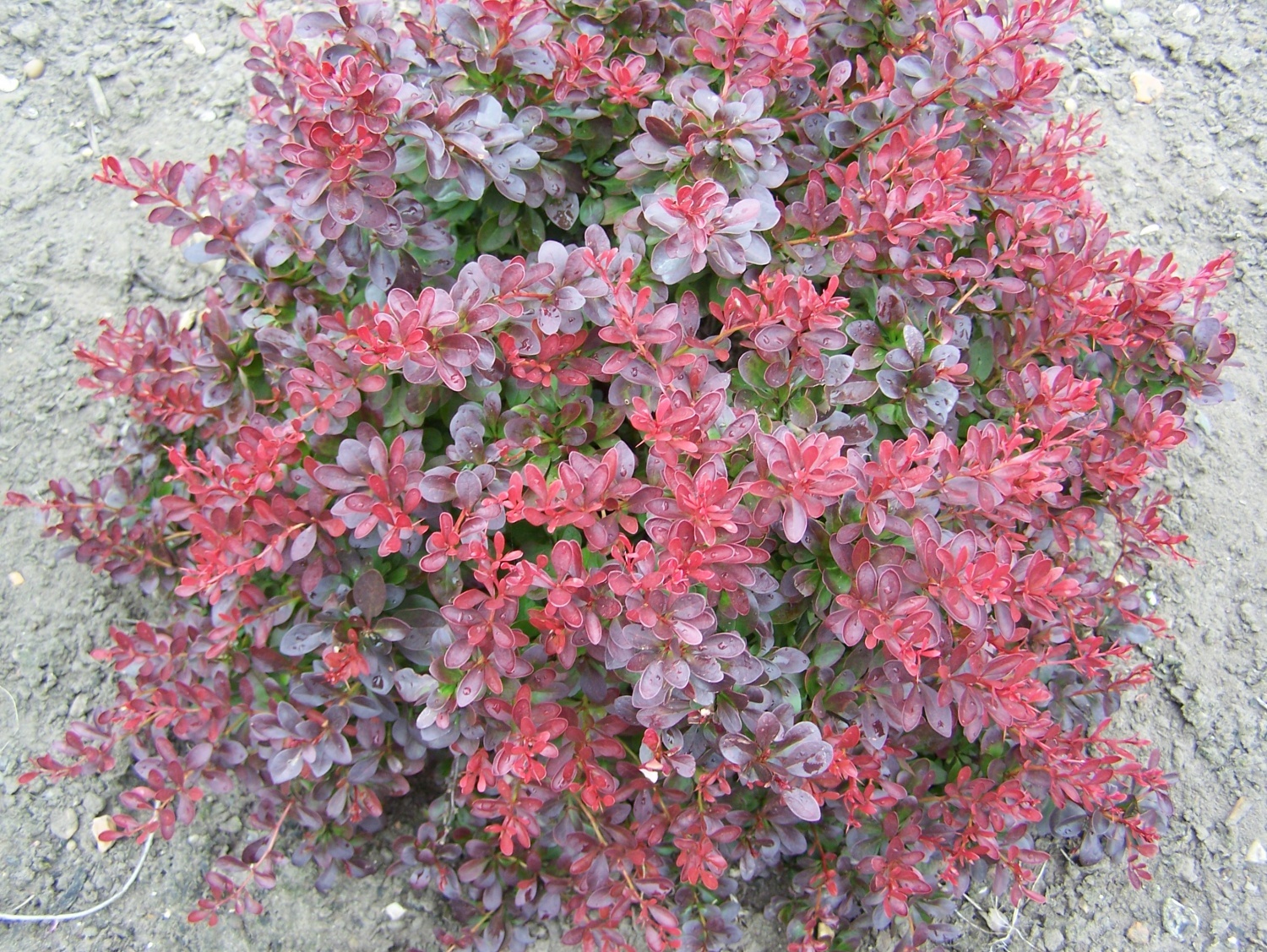 Барбарис Тунберга Ауреа Нана