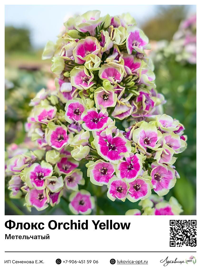 Флокс Orchid Yellow (Метельчатый) 1 шт