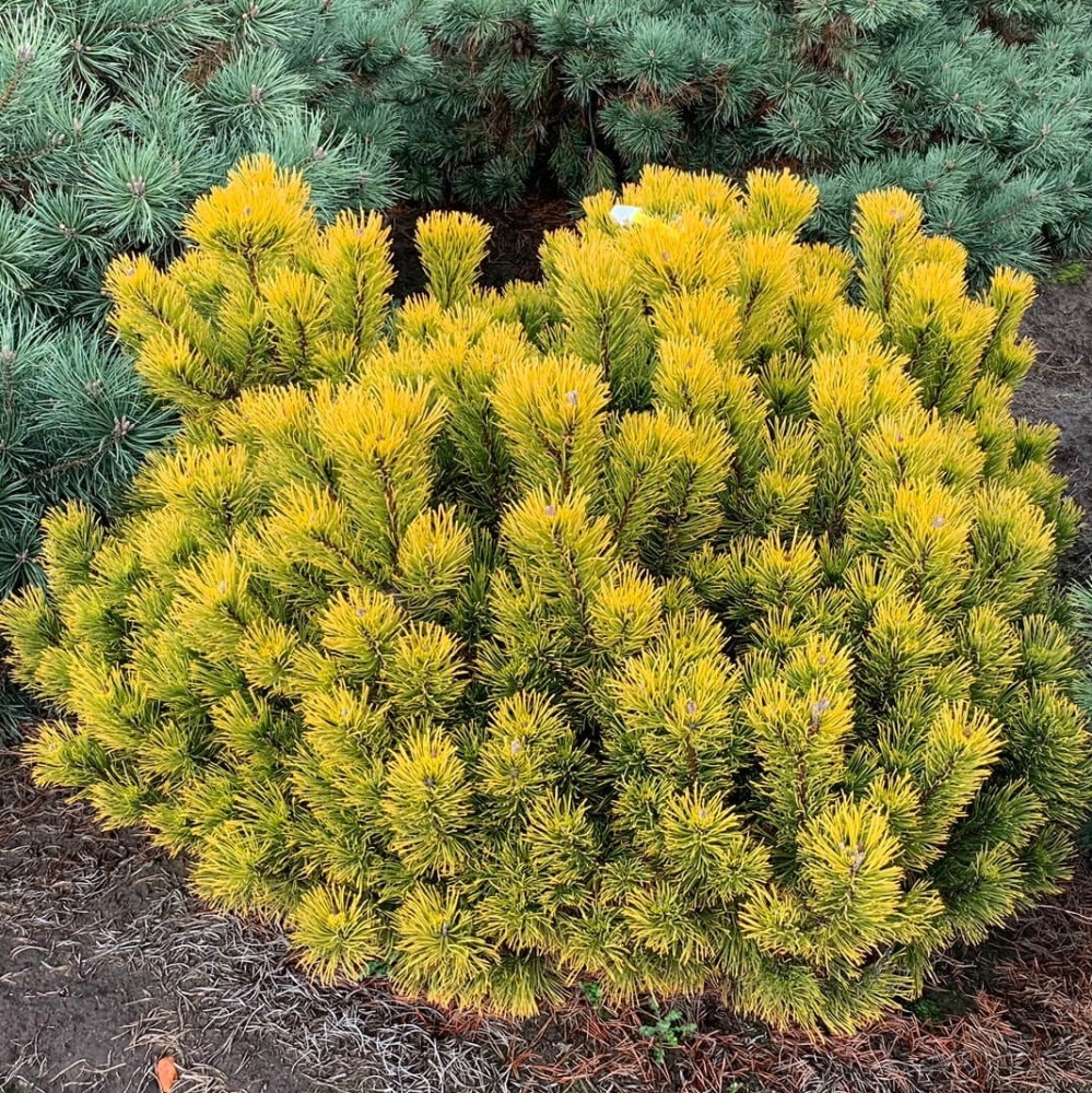 Сосна горная Карстен