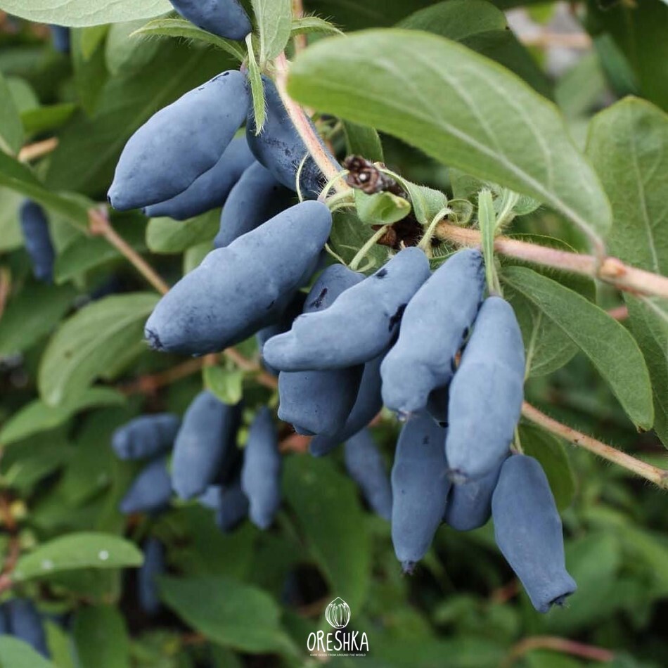 Seeds of Lonicera caerulea (Lonicera caerulea) — 25 pcs