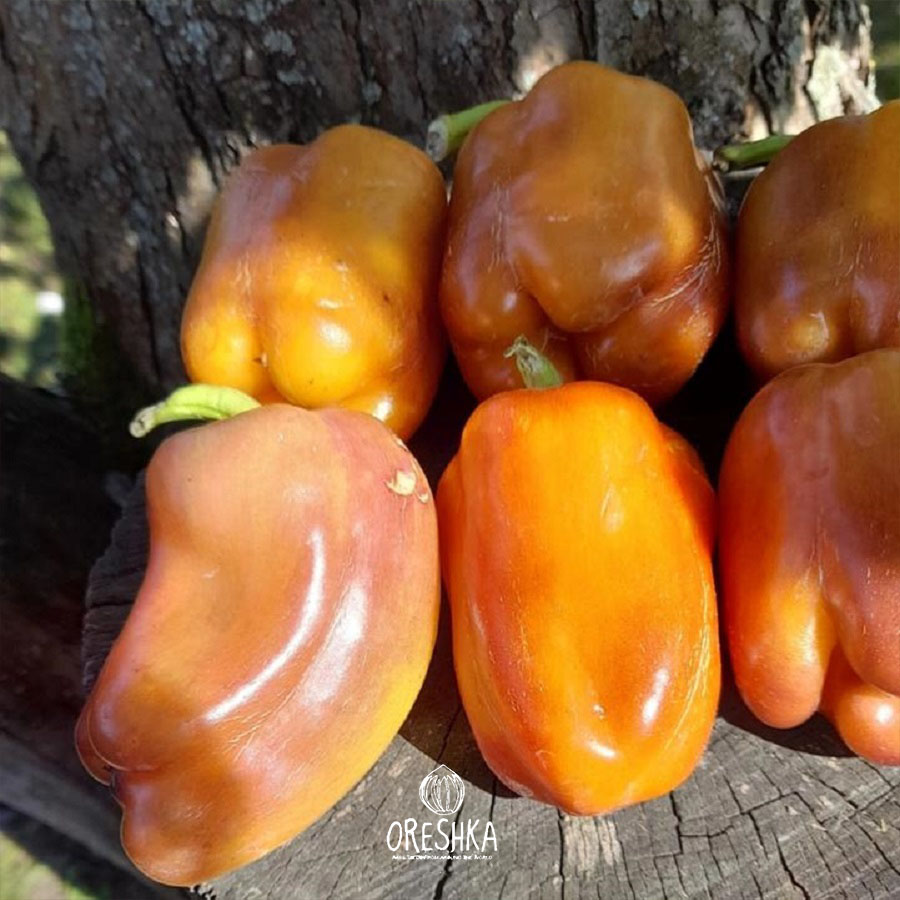 Violgo pepper salad fresh lilac purple colour striking plate