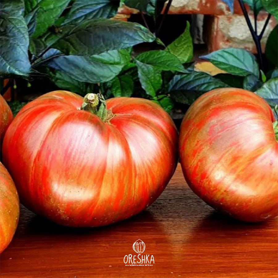 Seeds of Tomato Gnome Metallica (solanum lycopersicum) — 10 pcs