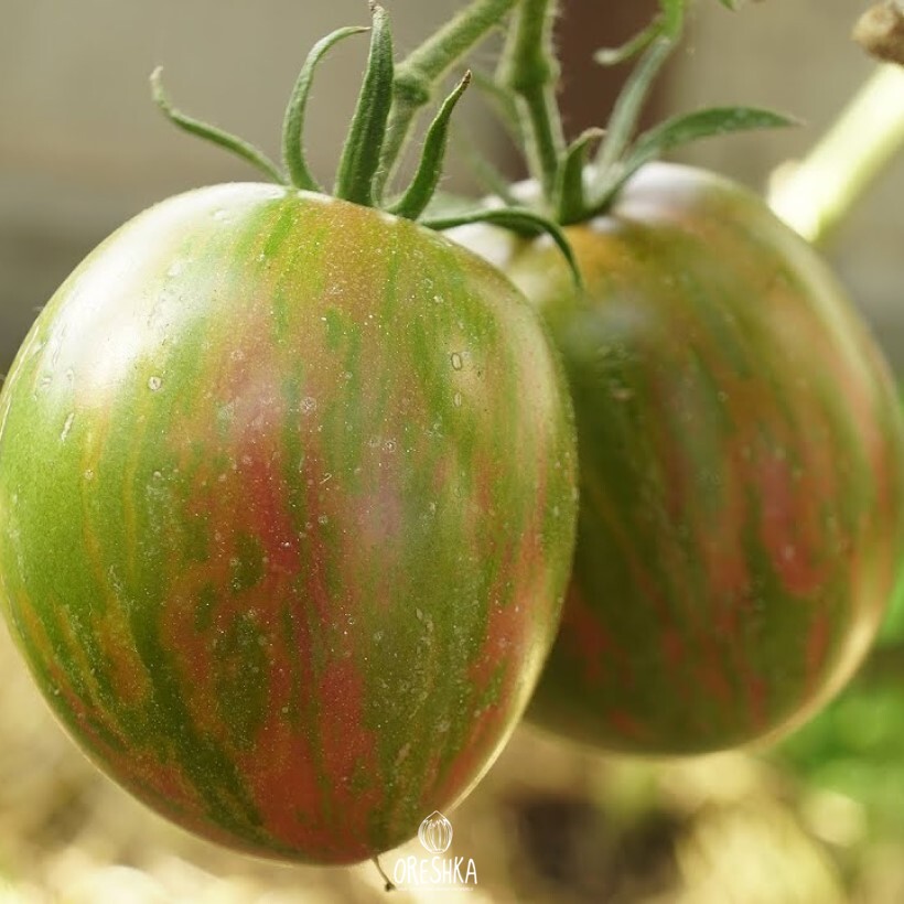 Seeds of Tomato Kozula 184 (solanum lycopersicum) — 10 pcs